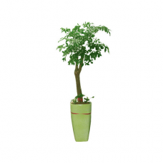 관엽식물-해피트리-36